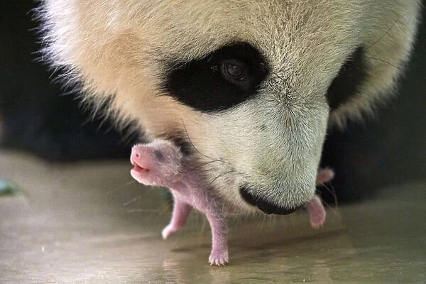 Giant panda (Ailuropoda melanoleuca) female, Huan Huan, picking up her baby age 8 days