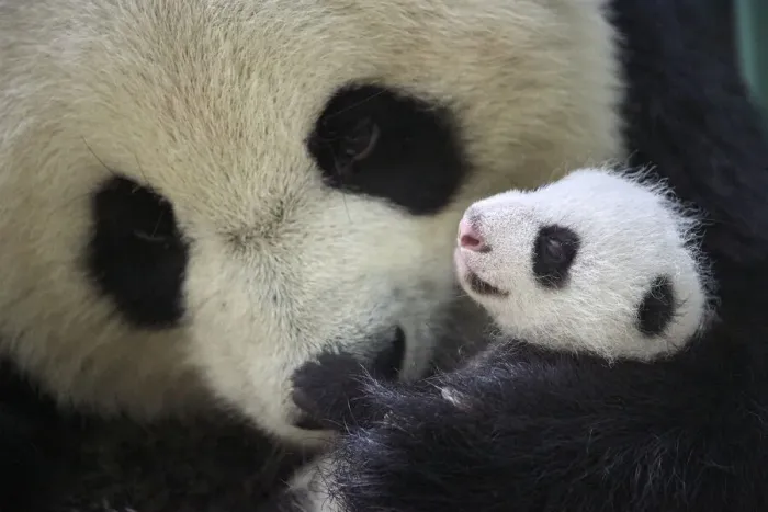 Framed Print : Giant panda (Ailuropoda melanoleuca) female, Huan Huan, holding cub aged one month Framed Print : Giant panda (Ailuropoda melanoleuca) female, Huan Huan, holding cub aged one month