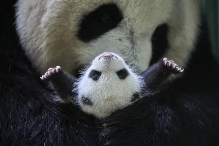 Framed Print : Giant panda (Ailuropoda melanoleuca) female, Huan Huan, holding cub aged one month Framed Print : Giant panda (Ailuropoda melanoleuca) female, Huan Huan, holding cub aged one month