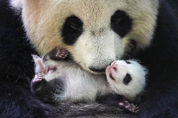 Giant panda (Ailuropoda melanoleuca) female, Huan Huan, holding cub aged one month, Beauval ZooPark, France. 9 September 2021