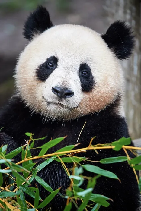 Framed Print : Giant panda (Ailuropoda melanoleuca) female, portrait, Zoo Parc de Beauval, France. Captive Framed Print : Giant panda (Ailuropoda melanoleuca) female, portrait, Zoo Parc de Beauval, France. Captive