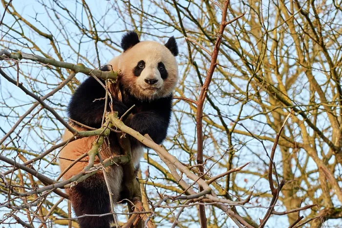 Framed Print : Giant panda (Ailuropoda melanoleuca) female, climbing in tree, Zoo Parc de Beauval, France. Captive Framed Print : Giant panda (Ailuropoda melanoleuca) female, climbing in tree, Zoo Parc de Beauval, France. Captive