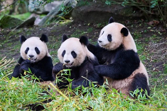 Framed Print : Giant panda (Ailuropoda melanoleuca) female with two cubs, aged 2 and a half years, feeding on bamboo Framed Print : Giant panda (Ailuropoda melanoleuca) female with two cubs, aged 2 and a half years, feeding on bamboo