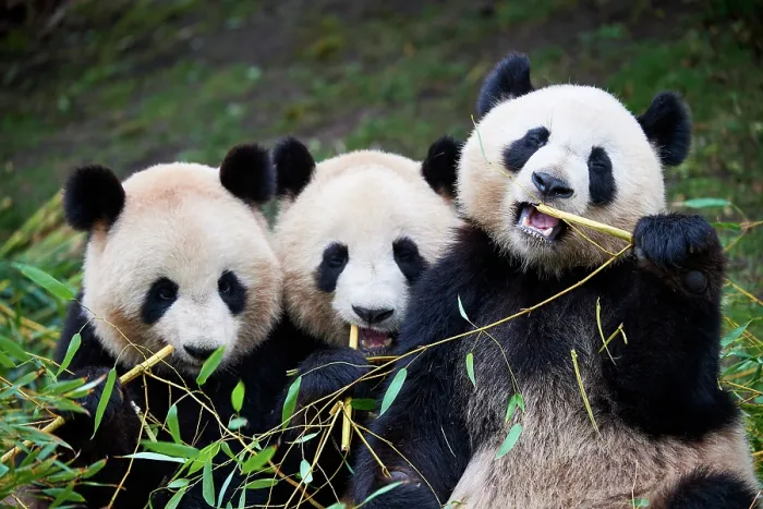 Framed Print : Giant panda (Ailuropoda melanoleuca) female with two cubs, aged 2 and a half years, feeding on bamboo Framed Print : Giant panda (Ailuropoda melanoleuca) female with two cubs, aged 2 and a half years, feeding on bamboo