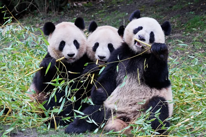 Framed Print : Giant panda (Ailuropoda melanoleuca) female with two cubs, aged 2 and a half years, feeding on bamboo Framed Print : Giant panda (Ailuropoda melanoleuca) female with two cubs, aged 2 and a half years, feeding on bamboo