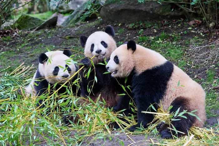 Framed Print : Giant panda (Ailuropoda melanoleuca) female with two cubs, aged 2 and a half years, feeding on bamboo Framed Print : Giant panda (Ailuropoda melanoleuca) female with two cubs, aged 2 and a half years, feeding on bamboo