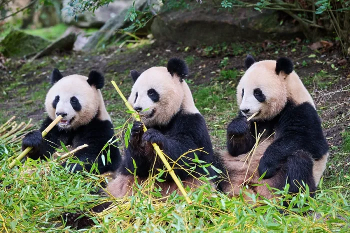 Framed Print : Giant panda (Ailuropoda melanoleuca) female with two cubs, aged 2 and a half years, feeding on bamboo Framed Print : Giant panda (Ailuropoda melanoleuca) female with two cubs, aged 2 and a half years, feeding on bamboo