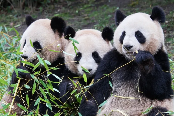 Framed Print : Giant panda (Ailuropoda melanoleuca) female with two cubs, aged 2 and a half years, feeding on bamboo Framed Print : Giant panda (Ailuropoda melanoleuca) female with two cubs, aged 2 and a half years, feeding on bamboo