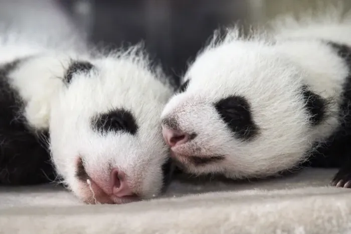 Framed Print : Giant panda (Ailuropoda melanoleuca) female cubs aged 1 month in incubator