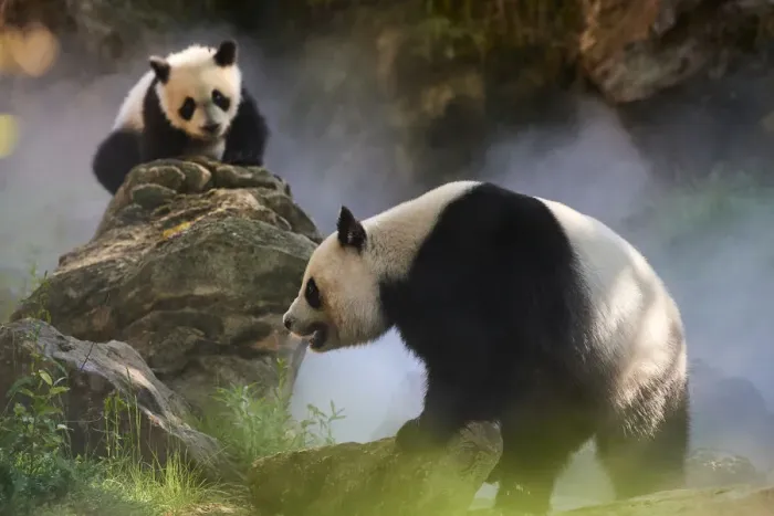 Framed Print : Giant panda (Ailuropoda melanoleuca) female Huan Huan and her cub out in their enclosure in mist Framed Print : Giant panda (Ailuropoda melanoleuca) female Huan Huan and her cub out in their enclosure in mist
