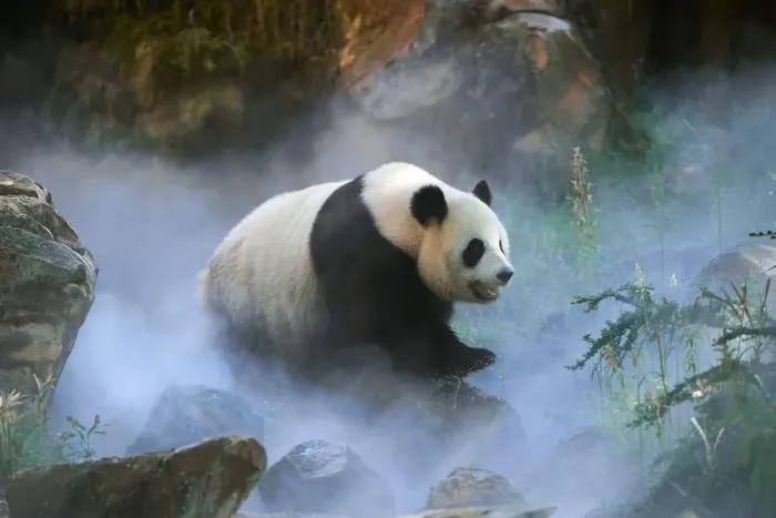 Framed Print : Giant panda (Ailuropoda melanoleuca) female Huan Huan out in her enclosure in mist