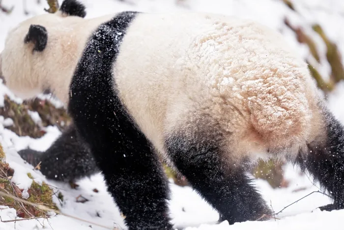 Framed Print : Giant panda (Ailuropoda melanoleuca) female in the wild, walking over snow, Giant Panda National Park, Sichuan, China. March. 2024 Framed Print : Giant panda (Ailuropoda melanoleuca) female in the wild, walking over snow, Giant Panda National Park, Sichuan, China. March. 2024