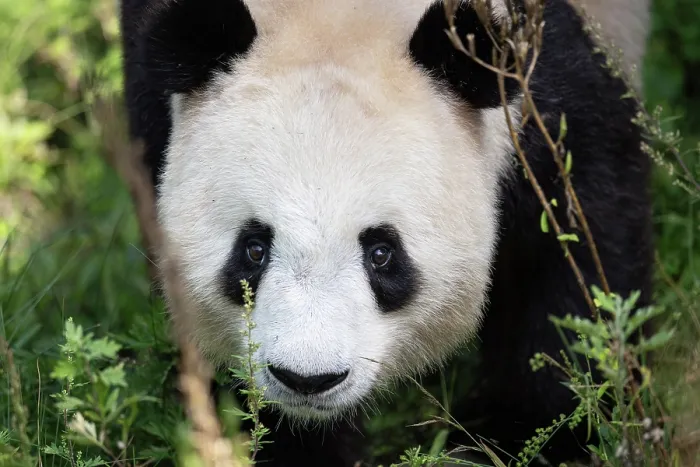 Framed Print : Giant panda (Ailuropoda melanoleuca) head portrait, Chengdu Panda Breeding Center, China. Captive Framed Print : Giant panda (Ailuropoda melanoleuca) head portrait, Chengdu Panda Breeding Center, China. Captive