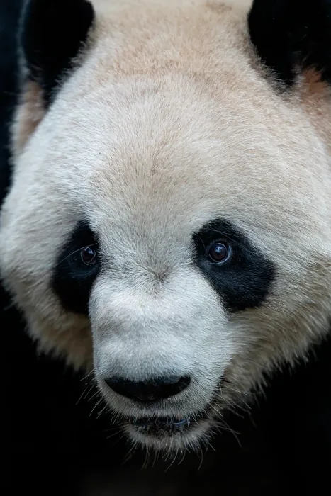 Framed Print : Giant panda (Ailuropoda melanoleuca) head portrait, Chengdu Panda Breeding Center, China. Captive Framed Print : Giant panda (Ailuropoda melanoleuca) head portrait, Chengdu Panda Breeding Center, China. Captive