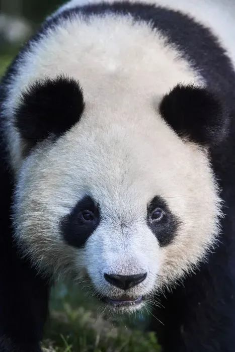 Framed Print : Giant panda (Ailuropoda melanoleuca) juvenile male aged 2 years, portait