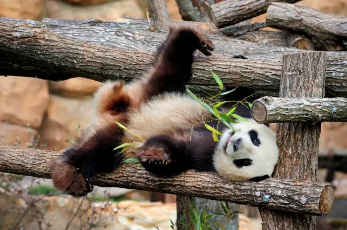 Framed Print : Giant panda (Ailuropoda melanoleuca) male, Yuan Zi, lying on climbing frame eating bamboo Framed Print : Giant panda (Ailuropoda melanoleuca) male, Yuan Zi, lying on climbing frame eating bamboo