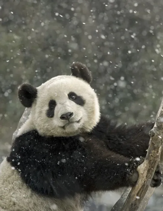 Framed Print : Giant panda (Ailuropoda melanoleuca) portrait, in falling snow. Captive bred, in enclosure Framed Print : Giant panda (Ailuropoda melanoleuca) portrait, in falling snow. Captive bred, in enclosure