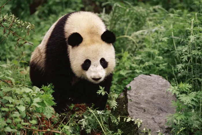 Framed Print : Giant panda {Ailuropoda melanoleuca} Qionglai Mts, Sichaun, China Framed Print : Giant panda {Ailuropoda melanoleuca} Qionglai Mts, Sichaun, China