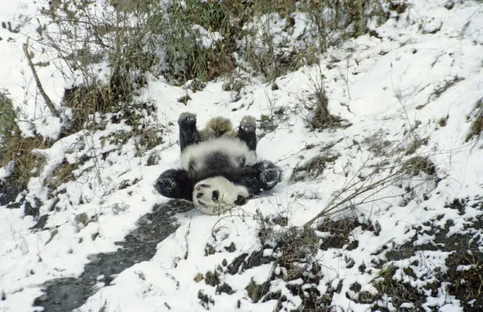 Framed Print : Giant panda (Ailuropoda melanoleuca) sliding down slope on back after losing footing Framed Print : Giant panda (Ailuropoda melanoleuca) sliding down slope on back after losing footing