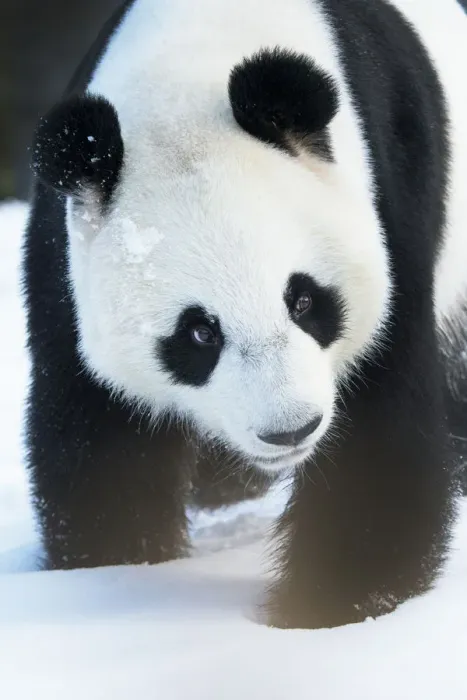 Framed Print : Giant panda (Ailuropoda melanoleuca) in snow, captive Framed Print : Giant panda (Ailuropoda melanoleuca) in snow, captive