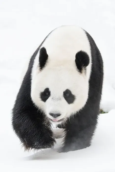 Framed Print : Giant panda (Ailuropoda melanoleuca) in snow, captive Framed Print : Giant panda (Ailuropoda melanoleuca) in snow, captive