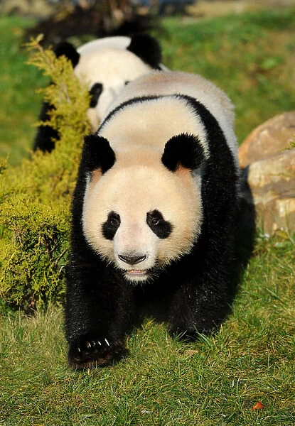 Giant panda (Ailuropoda melanoleuca) walking, captive, Zoo Parc, Beauval, Endangered