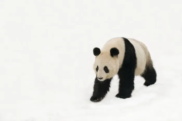 Framed Print : Giant panda (Ailuropoda melanoleuca) walking in deep snow, captive (born in 2000) Framed Print : Giant panda (Ailuropoda melanoleuca) walking in deep snow, captive (born in 2000)