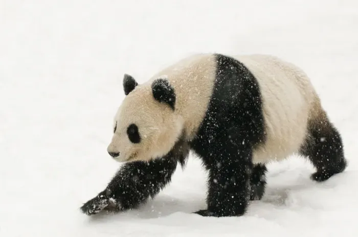 Framed Print : Giant panda (Ailuropoda melanoleuca) walking in the snow, captive (born in 2000) Framed Print : Giant panda (Ailuropoda melanoleuca) walking in the snow, captive (born in 2000)