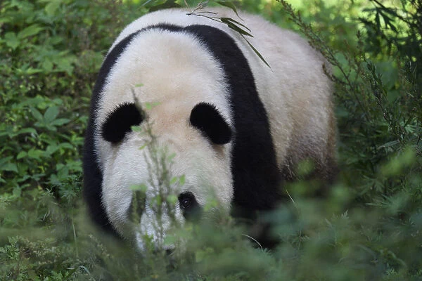 Giant panda bear (Ailuropoda melanoleuca) walking towards us in bush, Shaanxi, China