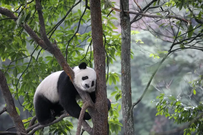 Framed Print : Giant panda climbing in a tree (Ailuropoda Melanoleuca) Bifengxia Giant Panda Breeding Framed Print : Giant panda climbing in a tree (Ailuropoda Melanoleuca) Bifengxia Giant Panda Breeding