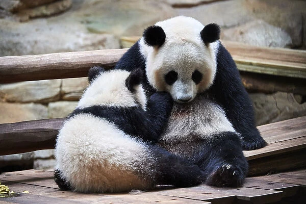 Giant panda cub (Ailuropoda melanoleuca) Yuan Meng suckling from his mother Huan Huan