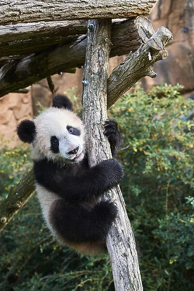 Giant Panda cub (Ailuropoda melanoleuca) climbing. Yuan Meng, first Giant panda even born in France