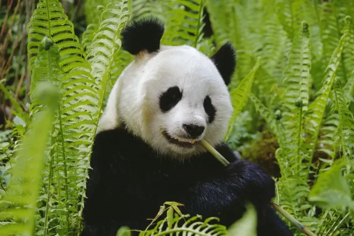 Framed Print : Giant panda feeding {Ailuropoda melanoleuca} Qionglai mtns, Sichuan, China Framed Print : Giant panda feeding {Ailuropoda melanoleuca} Qionglai mtns, Sichuan, China