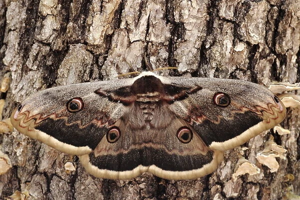 Giant peacock moth (Saturnia pyri) Sierra de Grazalema Natural Park, Ubrique, southern Spain