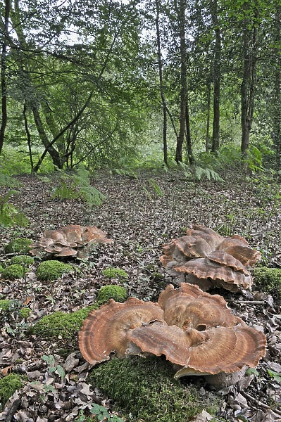 Giant Polypore fungus (Meripilus giganteus) growing in clusters on woodland floor
