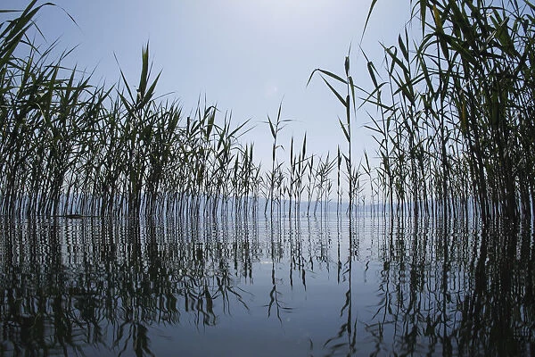 Giant reeds (Arundo donax) Lagadin region, Lake Ohrid, Galicica National Park, Macedonia