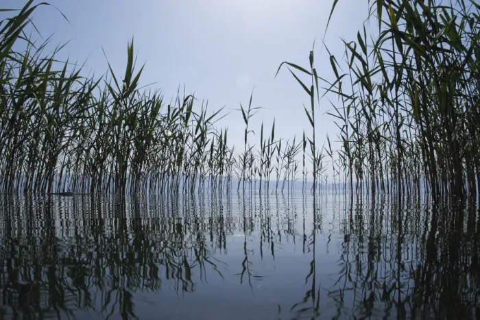 Framed Print : Giant reeds (Arundo donax) Lagadin region, Lake Ohrid, Galicica National Park, Macedonia Framed Print : Giant reeds (Arundo donax) Lagadin region, Lake Ohrid, Galicica National Park, Macedonia