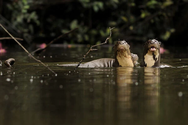 Giant river otter (Pteronura brasiliensis) pair in Yavari River, wild, Amazonian rainforest