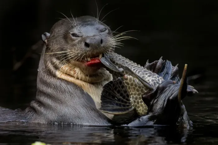 Framed Print : Giant river otter (Pteronura brasiliensis) eating a catfish. Yasuni National Park Framed Print : Giant river otter (Pteronura brasiliensis) eating a catfish. Yasuni National Park