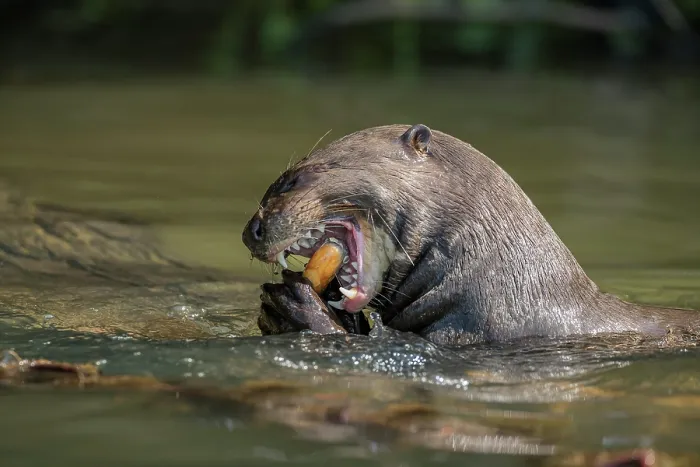 Framed Print : Giant river otter (Pteronura brasiliensis) feeding on fish in river, Mato Grosso, Pantanal, Brazil. Endangered Framed Print : Giant river otter (Pteronura brasiliensis) feeding on fish in river, Mato Grosso, Pantanal, Brazil. Endangered