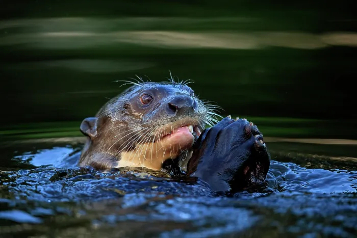 Framed Print : Giant river otter (Pteronura brasiliensis) feeding on a fish in the waters of the Pixaim River in the northern Pantanal, Mato Grosso, Brazil. Endangered Framed Print : Giant river otter (Pteronura brasiliensis) feeding on a fish in the waters of the Pixaim River in the northern Pantanal, Mato Grosso, Brazil. Endangered