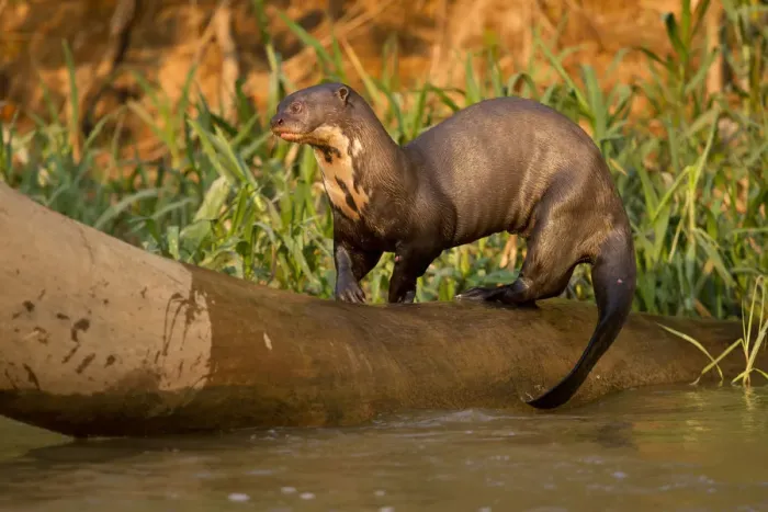 Framed Print : Giant River Otter (Pteronura brasiliensis) playing on falling log, in the Pantanal NP Framed Print : Giant River Otter (Pteronura brasiliensis) playing on falling log, in the Pantanal NP