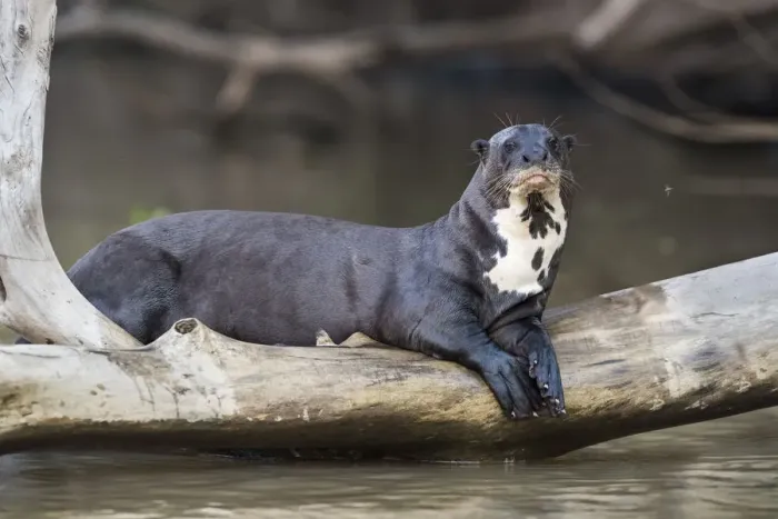 Framed Print : Giant river otter (Pteronura brasiliensis) resting on fallen tree trunk above Cuiaba River Framed Print : Giant river otter (Pteronura brasiliensis) resting on fallen tree trunk above Cuiaba River