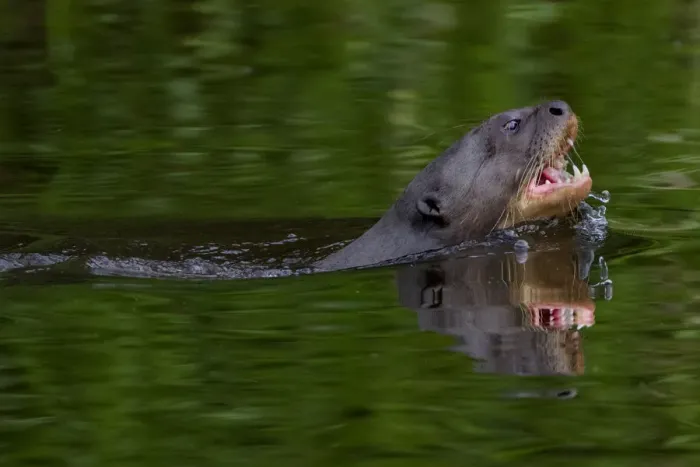 Framed Print : Giant river otter (Pteronura brasiliensis) swimming in an Amazonian lake Framed Print : Giant river otter (Pteronura brasiliensis) swimming in an Amazonian lake