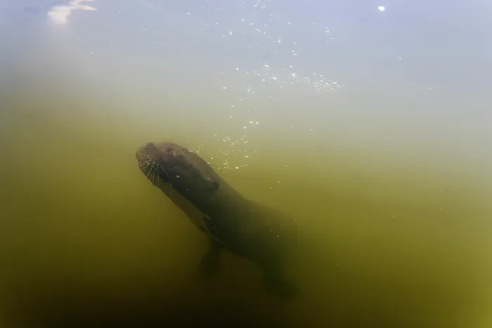 Framed Print : Giant river otter (Pteronura brasiliensis) swimming underwater in river, Pantanal, Mato Grosso, Brazil. Endangered Framed Print : Giant river otter (Pteronura brasiliensis) swimming underwater in river, Pantanal, Mato Grosso, Brazil. Endangered