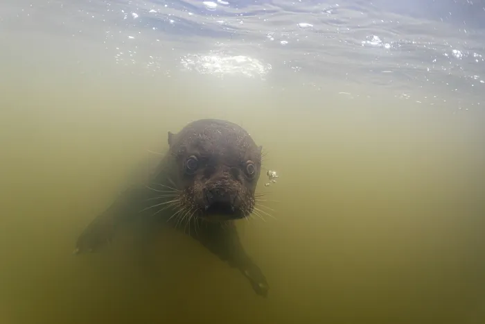Framed Print : Giant river otter (Pteronura brasiliensis) swimming underwater in river, Pantanal, Mato Grosso, Brazil. Endangered Framed Print : Giant river otter (Pteronura brasiliensis) swimming underwater in river, Pantanal, Mato Grosso, Brazil. Endangered