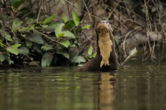 Framed Print : Giant river otter (Pteronura brasiliensis) in Yavari River, wild, Amazonian rainforest Framed Print : Giant river otter (Pteronura brasiliensis) in Yavari River, wild, Amazonian rainforest