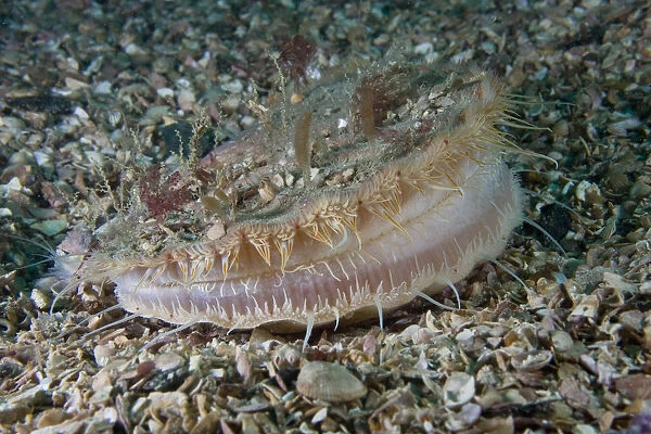 Giant scallop (Pecten maximus) on seabed, feeding, showing mantle, Channel Isles