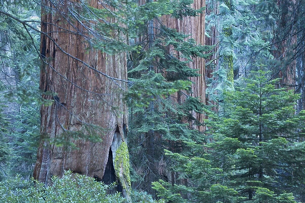Giant sequoia (Sequoiadendron giganteum) trees in Sequoia National Park, California