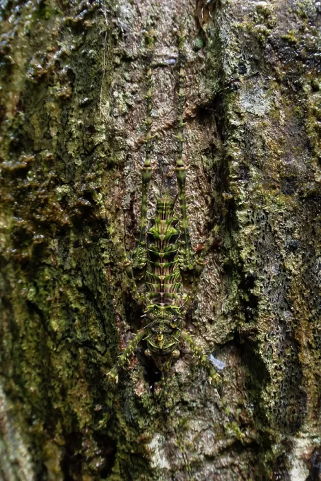 Framed Print : Giant spiny forest katydid (Phricta aberrans) camouflaged on tree bark, Cape Tribulation, Queensland, Australia Framed Print : Giant spiny forest katydid (Phricta aberrans) camouflaged on tree bark, Cape Tribulation, Queensland, Australia